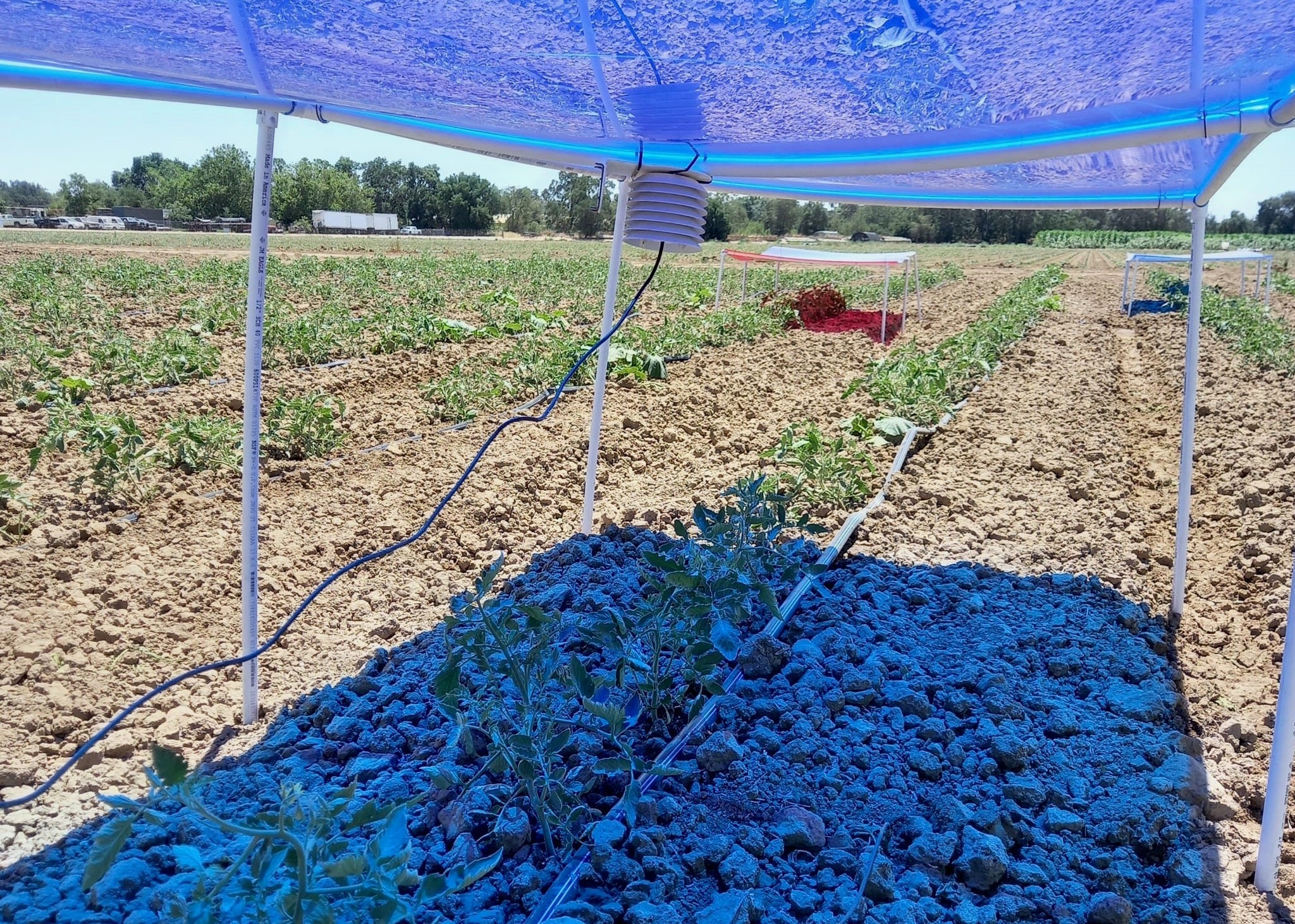 Harvesting Light To Grow Food And Clean Energy Together UC Davis